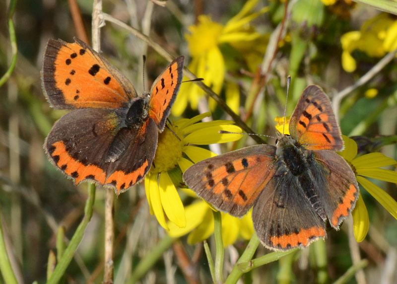 Lycaena phlaeas m e f ?